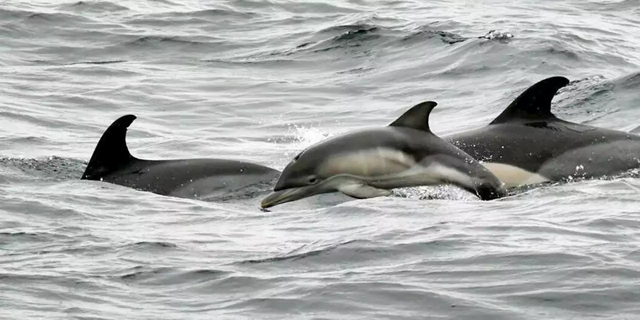 Ukraine : Zelensky fustige les effets désastreux de la guerre sur les dauphins