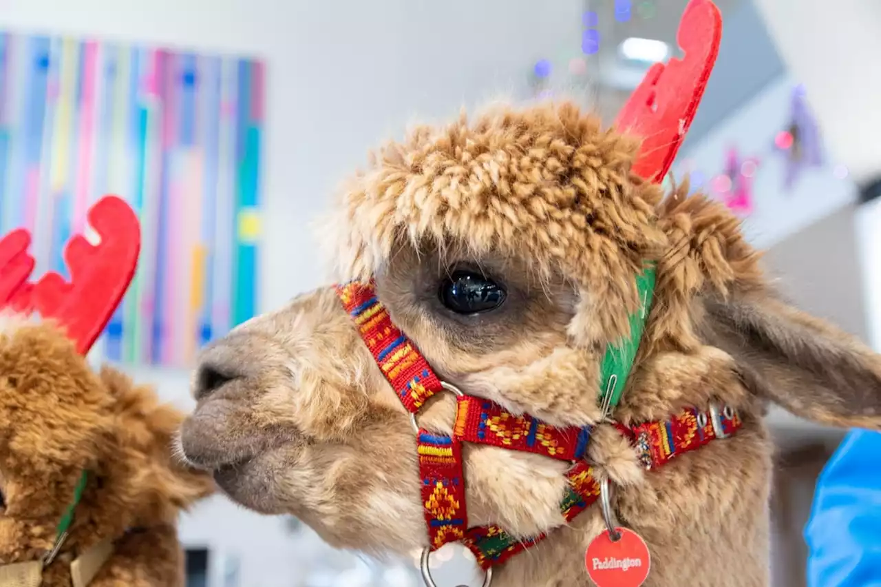 Sue Ryder: The moment two alpacas pay a surprise Christmas visit to a Preston care home