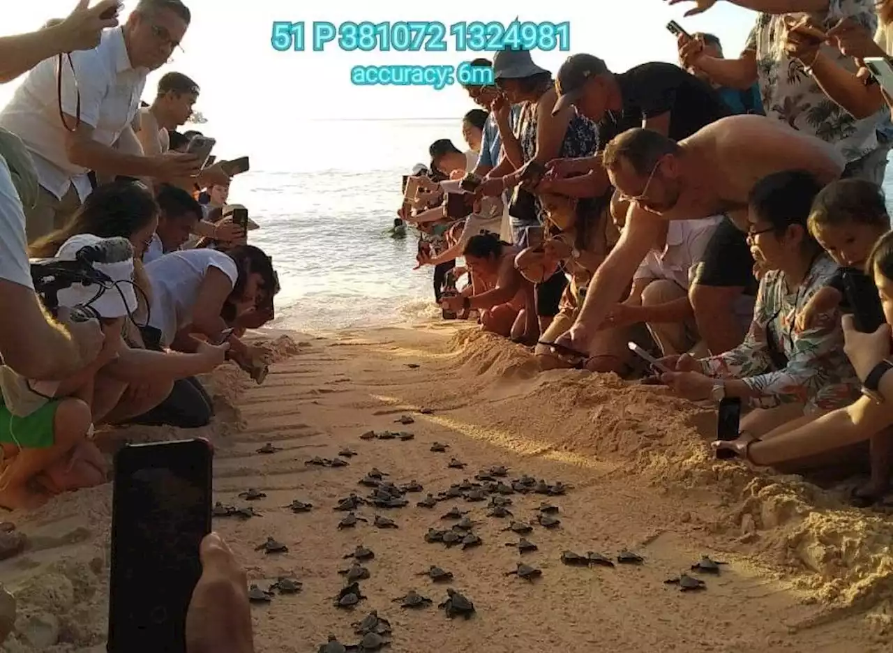 77 young turtles released in Boracay