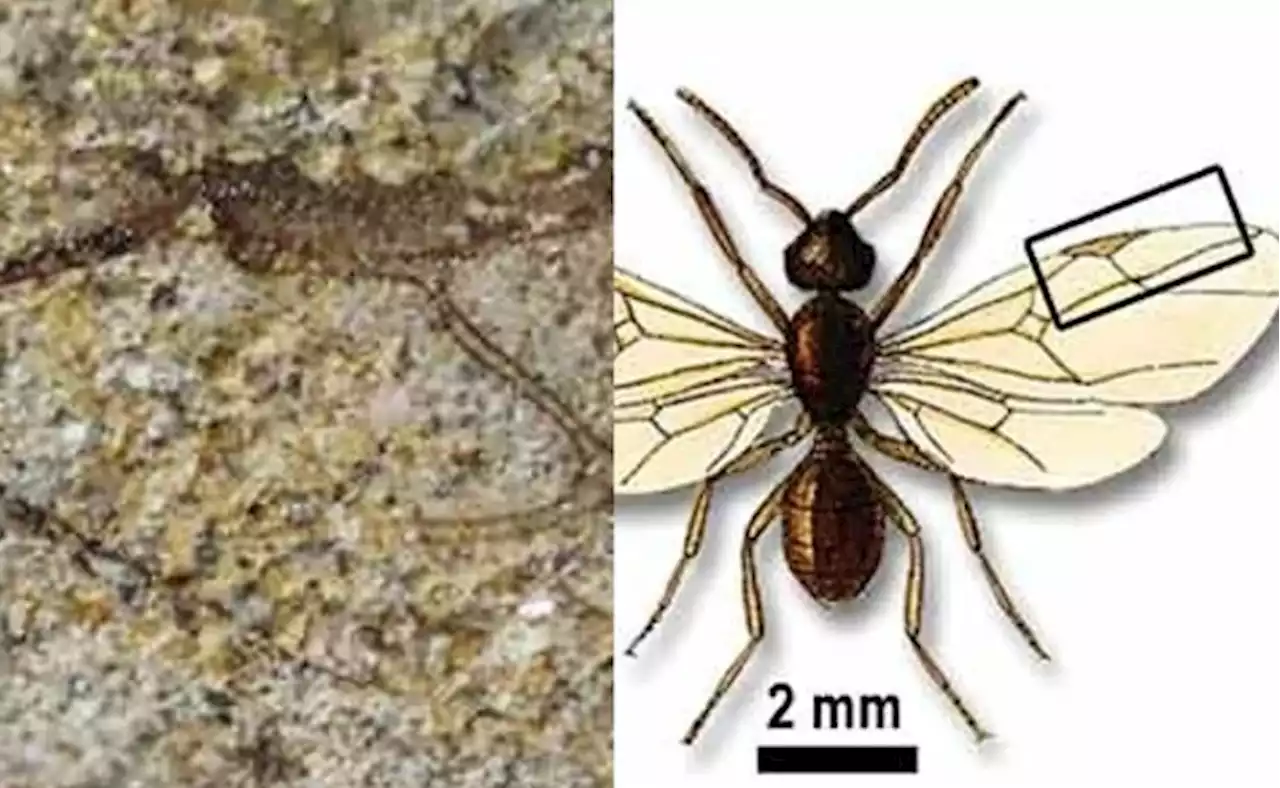 Hallan fósil de hormiga de un millón 300 mil años de antigüedad