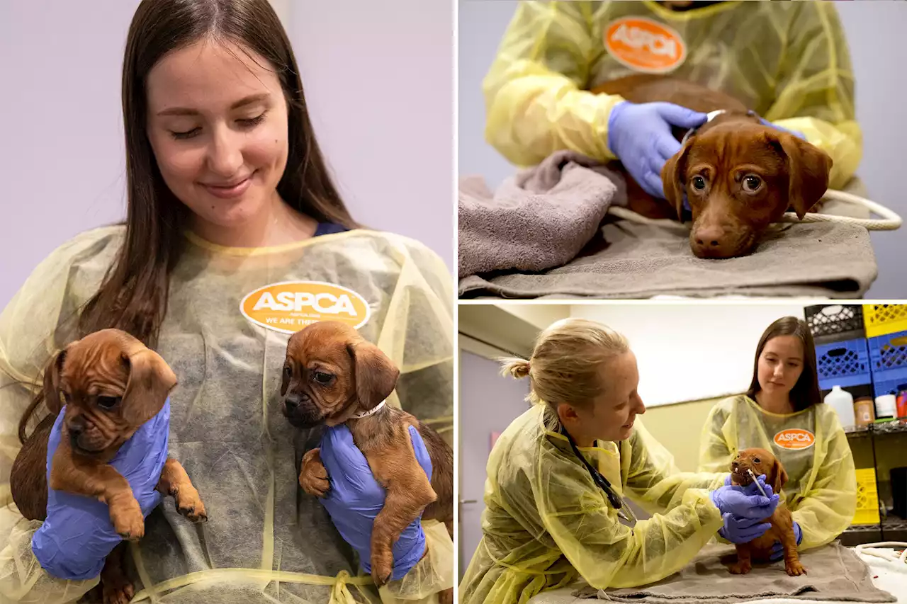 45 puppies, dogs rescued from deplorable conditions in 1-bedroom NYC home: officials