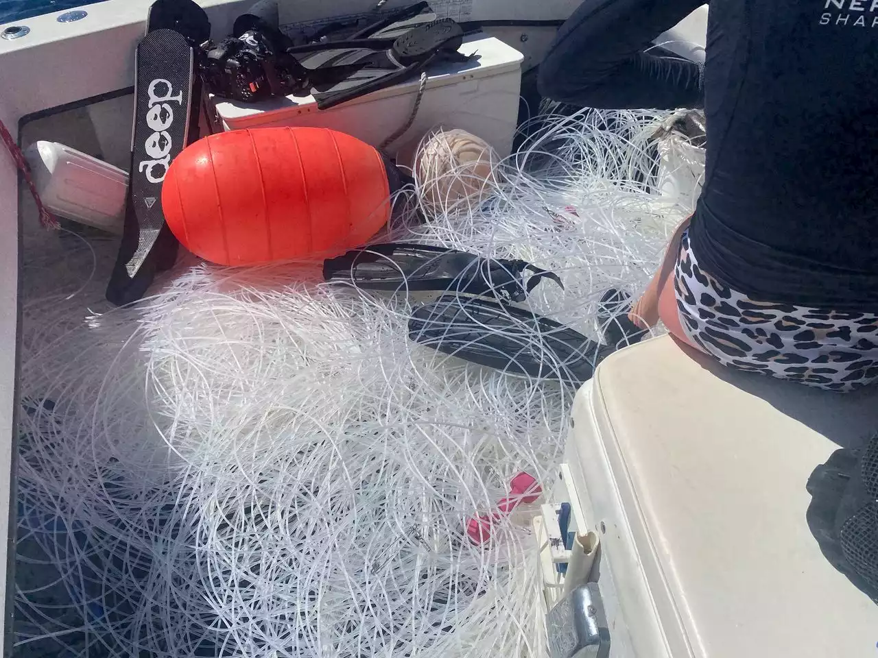 Shark-diving tourists tricked into stealing commercial fishing gear