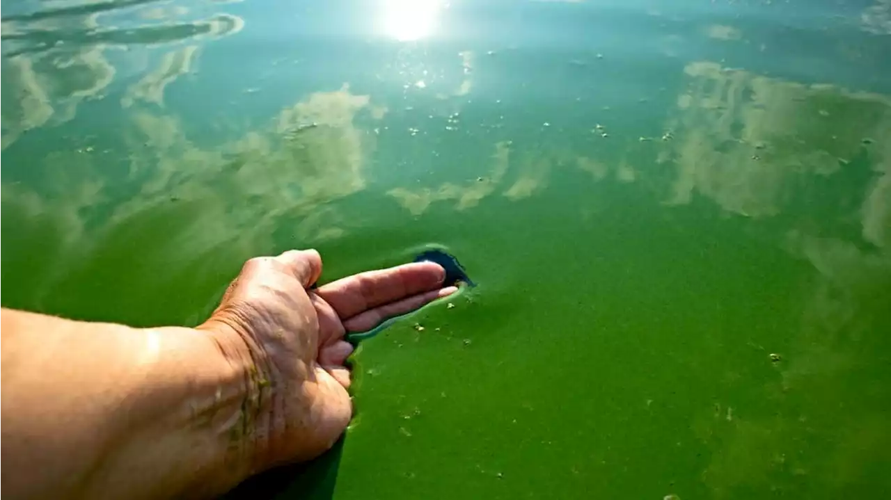 Alerta: por cianobacterias en balnearios de Buenos Aires, prohíben entrar al agua