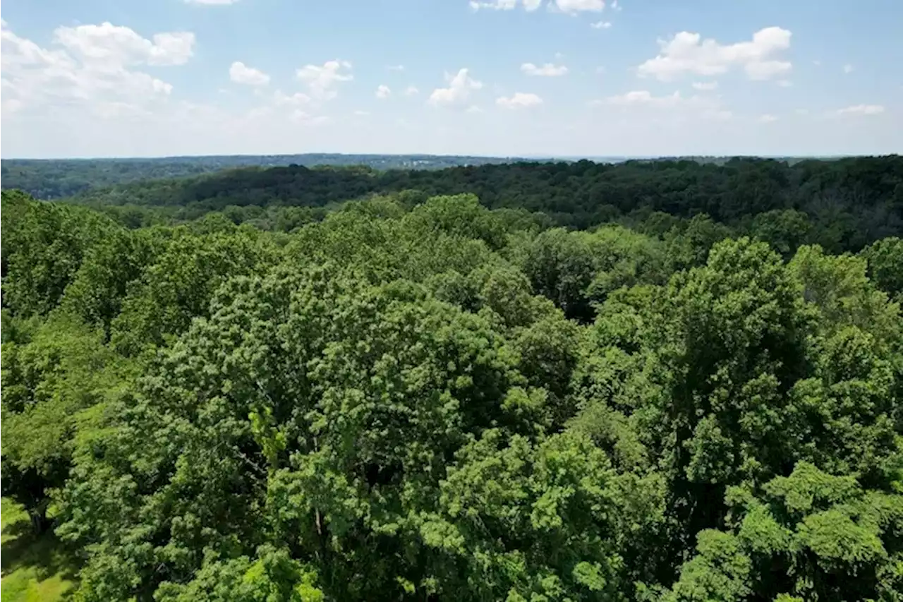 A $3M donation will preserve 24 acres of fought-over woods in Roxborough