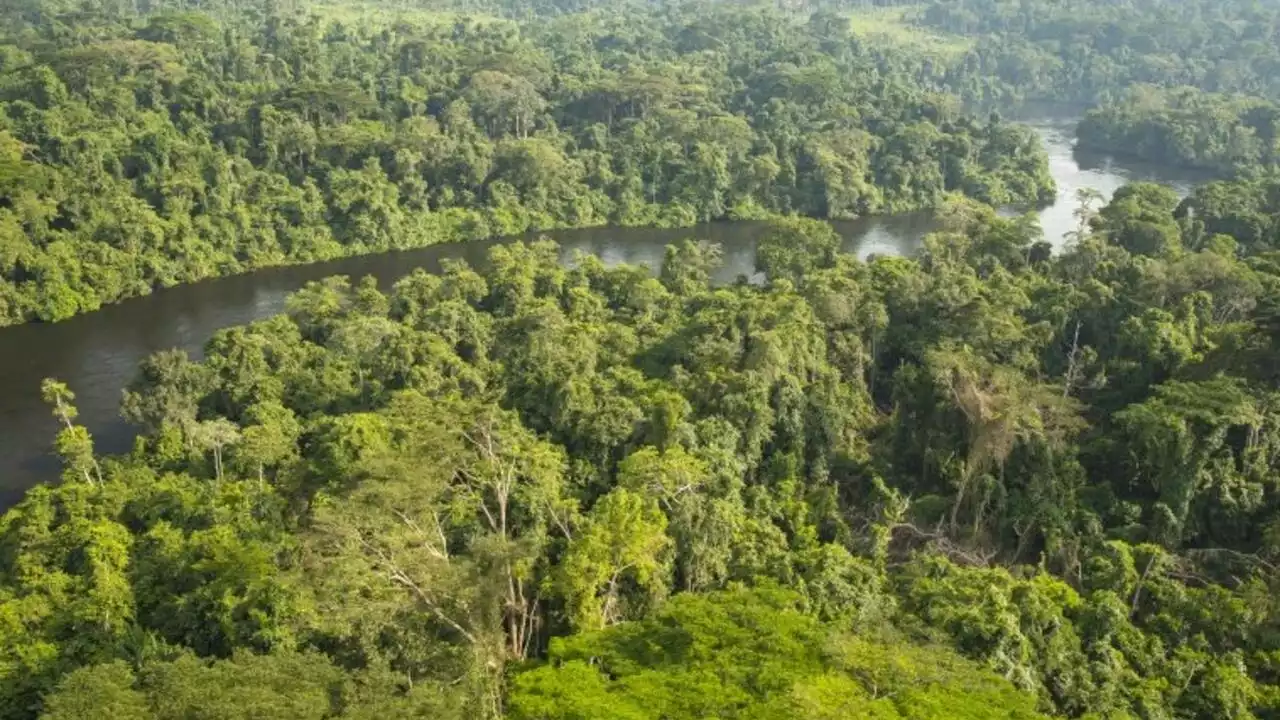 COP15: la préservation de la biodiversité en Afrique, un enjeu vital pour l'humanité