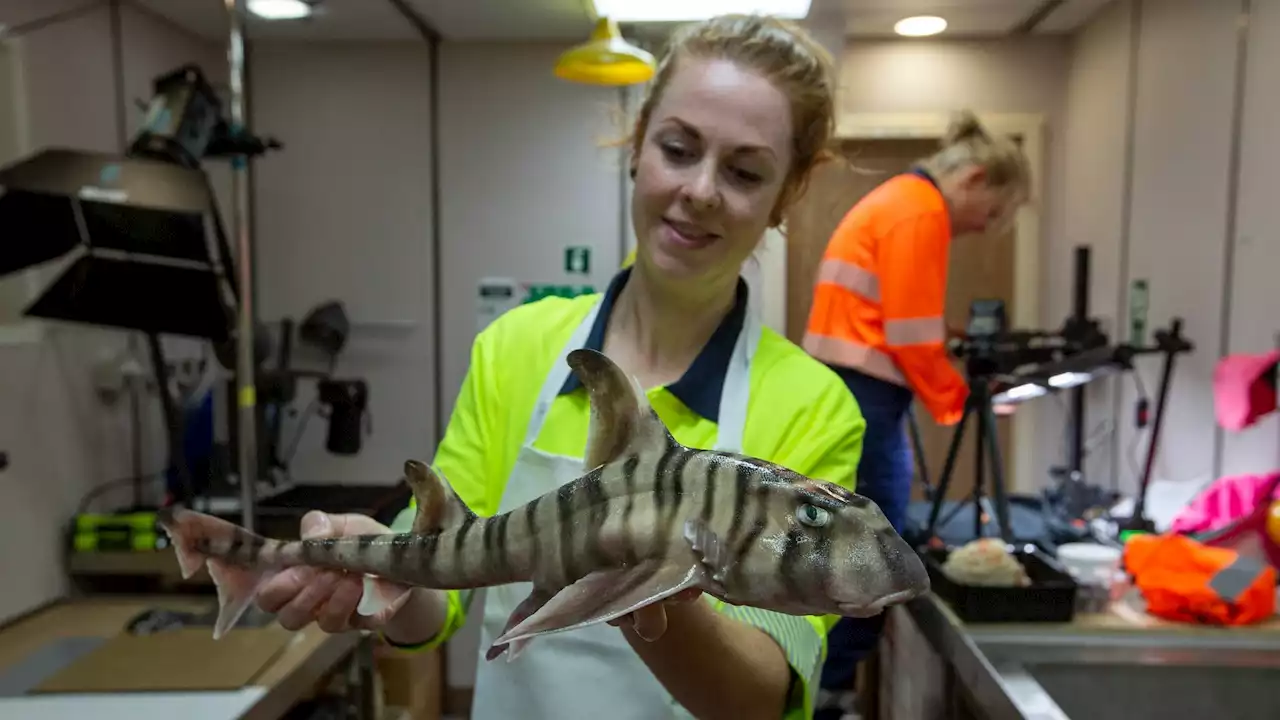 Hallan un fósil de un gigantesco tiburón prehistórico