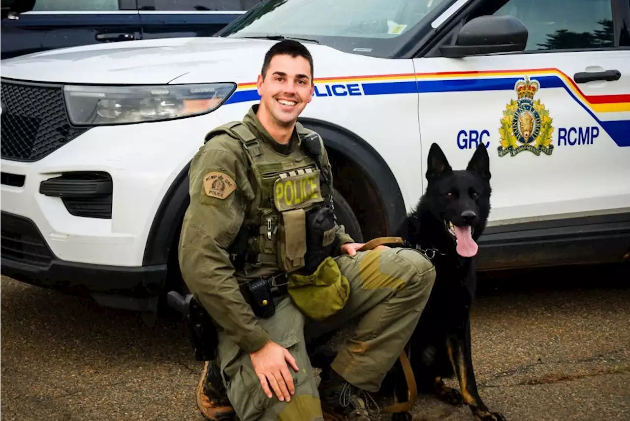 Police dog team nabs break-in suspect at school in Borden-Carleton | SaltWire