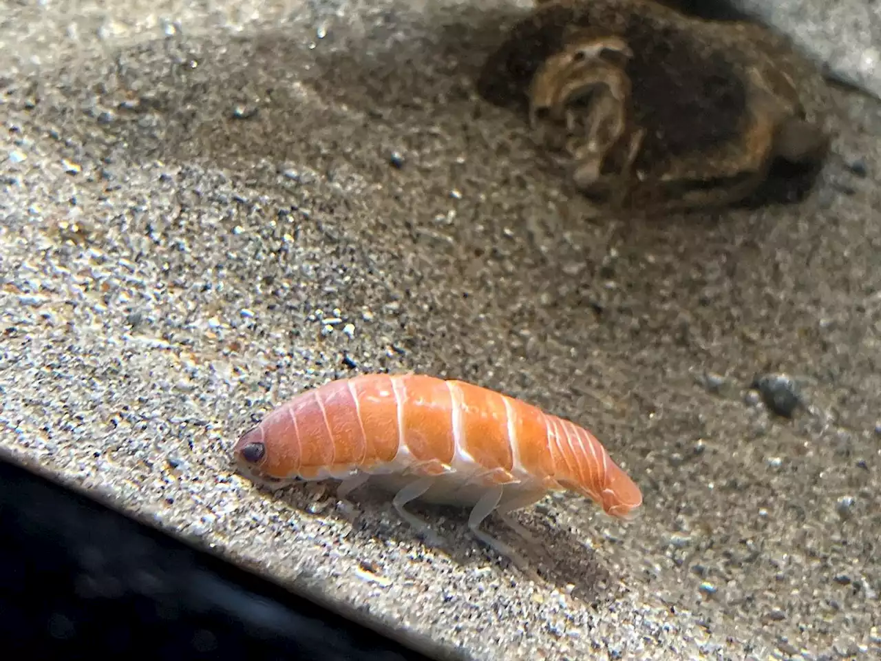 Is This Sushi-Like Creature Real?