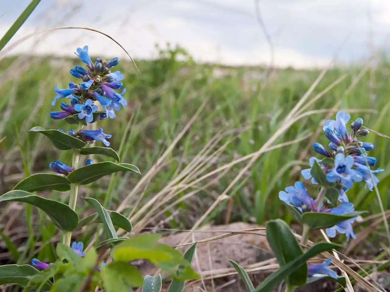 Andrea Olive: Saskatchewan remains a conservation laggard in Canada