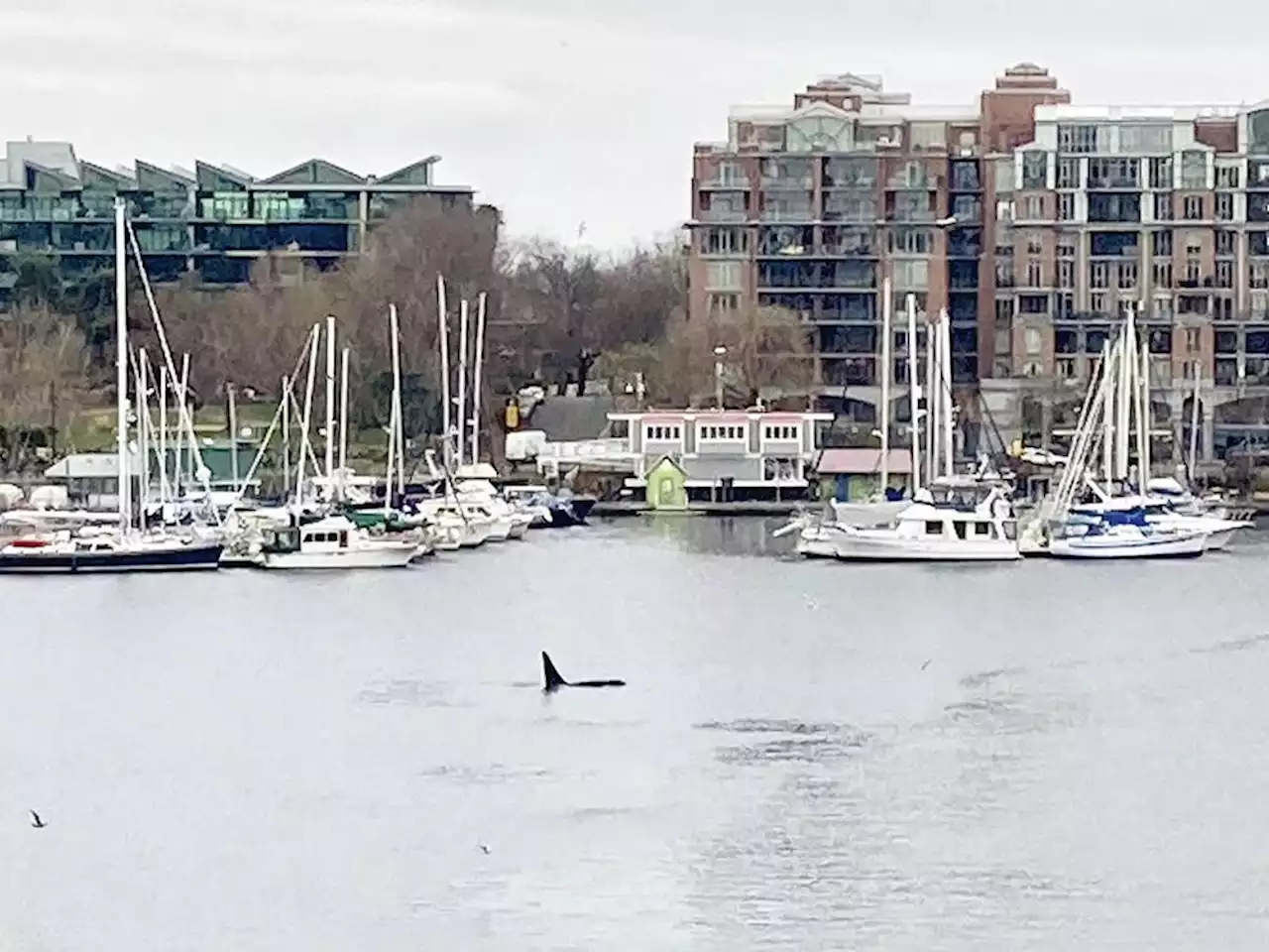 Orca spotted hunting seal in Victoria's Inner Harbour