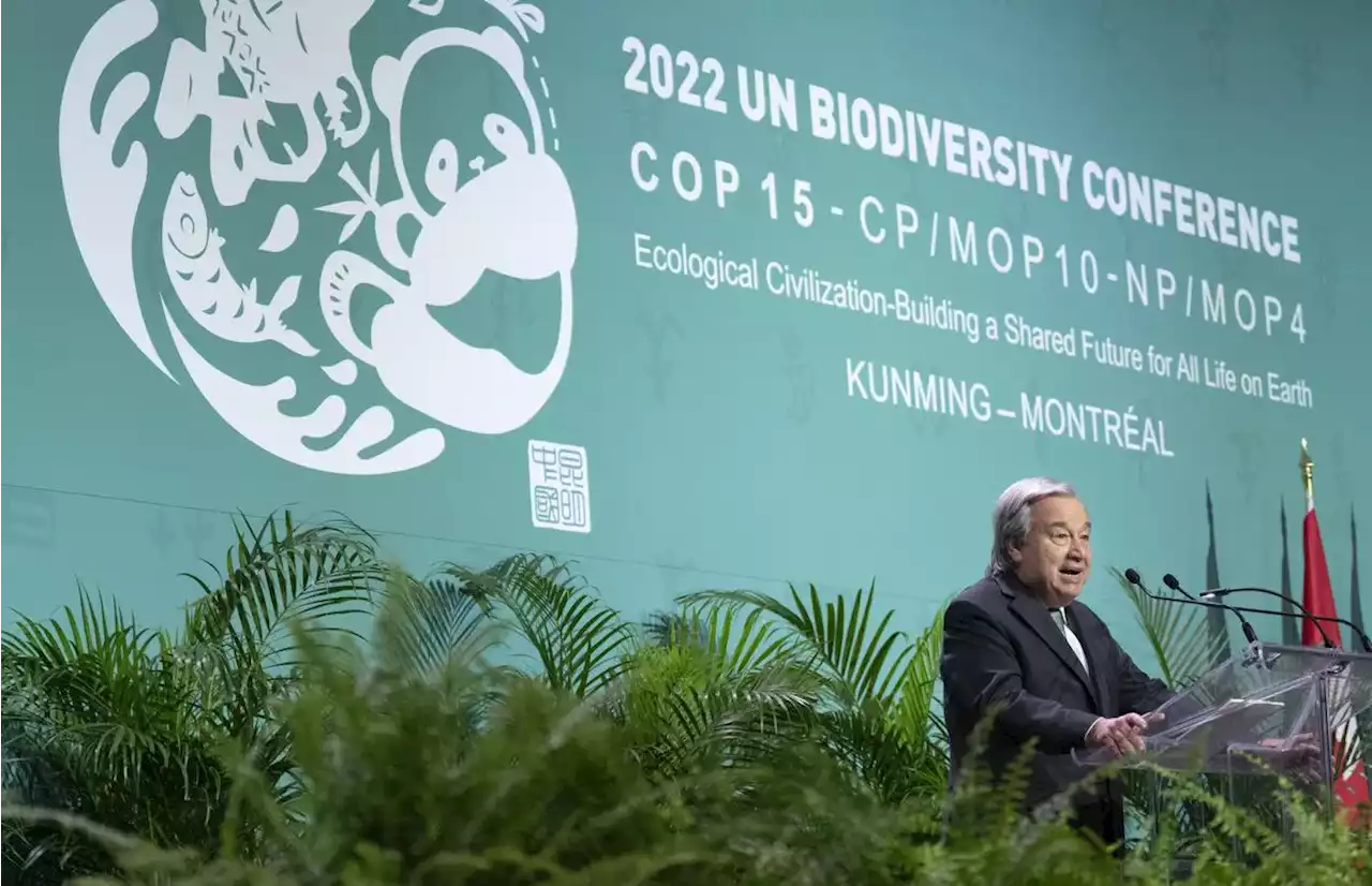 COP15 in Montreal: Can we hit a ‘Paris moment’ as world leaders talk biodiversity?