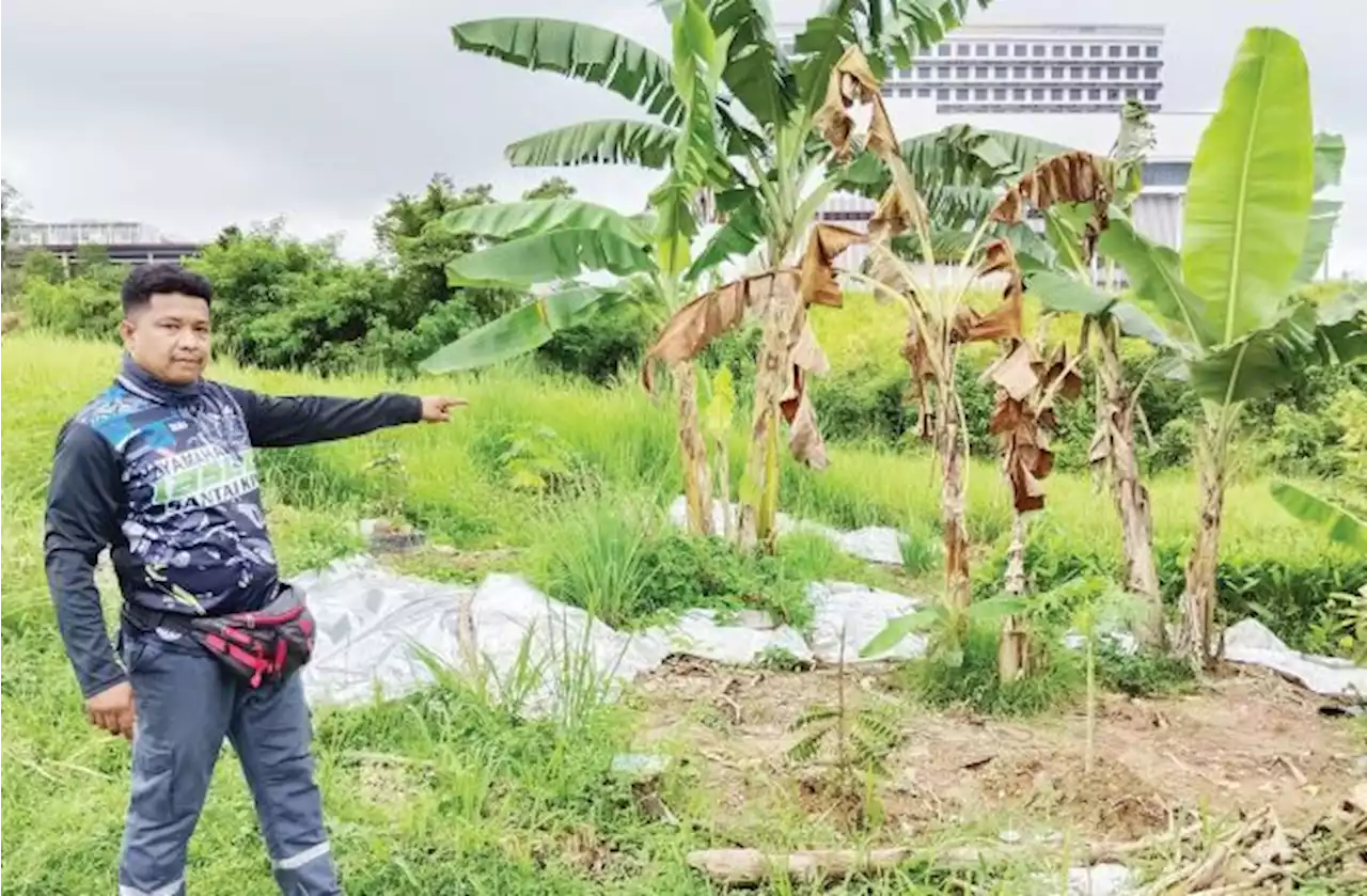 Babi hutan ganggu hidup penduduk