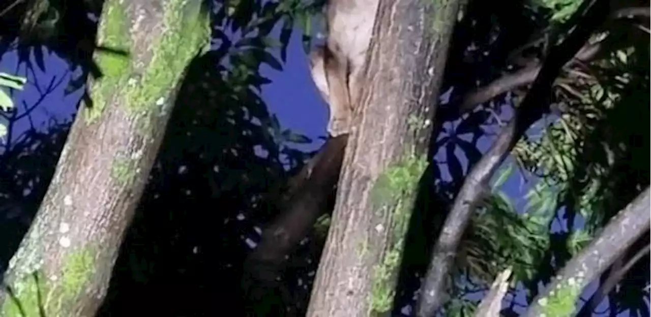 Onça-parda é flagrada em cima de árvore em Belo Horizonte