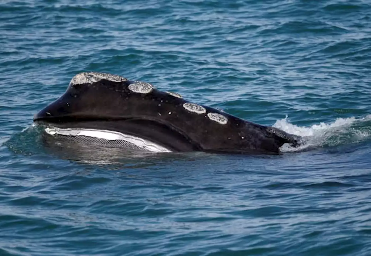 First right whale sighting of the year off Jekyll Island