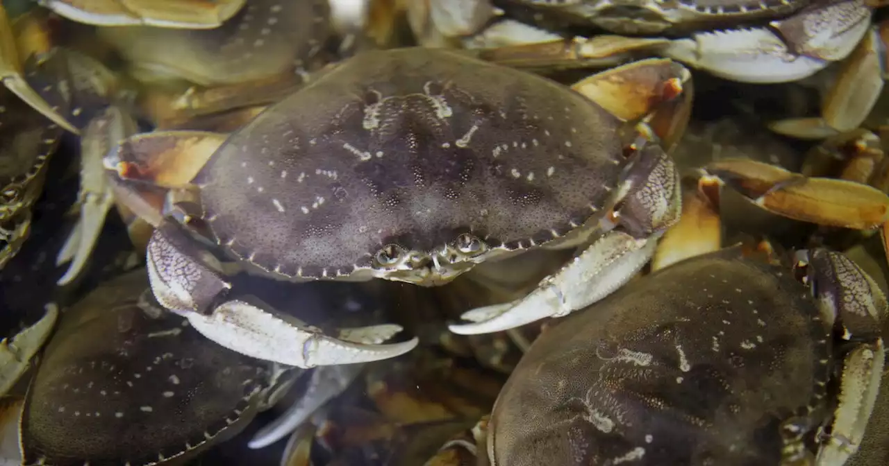 California's commercial Dungeness crab season delayed again