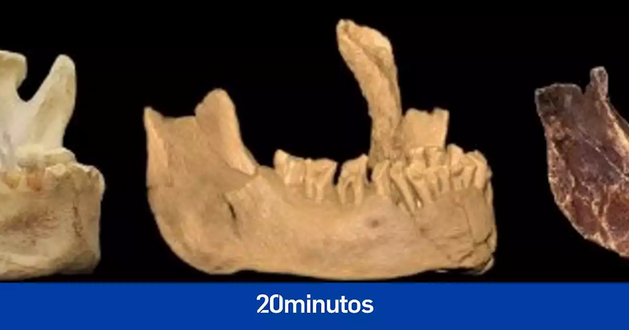 La mandíbula de Banyoles perteneció al primer sapiens de Europa