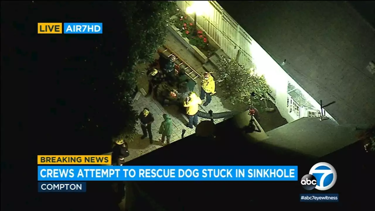 Dog rescued after falling into septic tank hole at Compton home