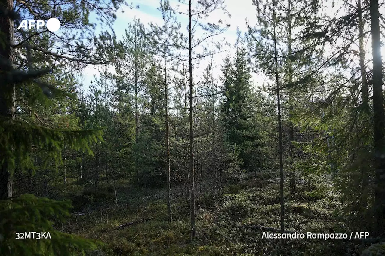 Réchauffement climatique: les insectes ravagent toujours plus au nord les forêts boréales