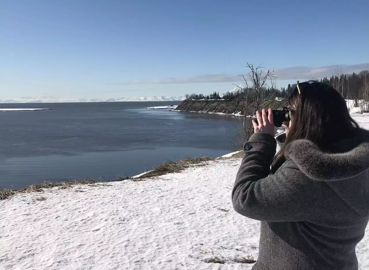 Cook Inlet beluga birth rates lower than expected, study finds