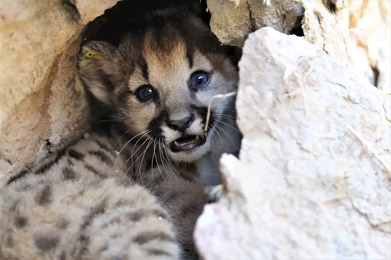 Mountain lion delivers 4 female kittens in mountains near LA