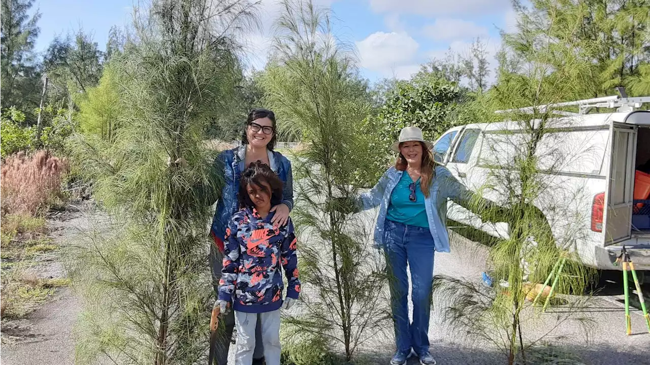 Miami environmentalists use invasive pines for Christmas trees