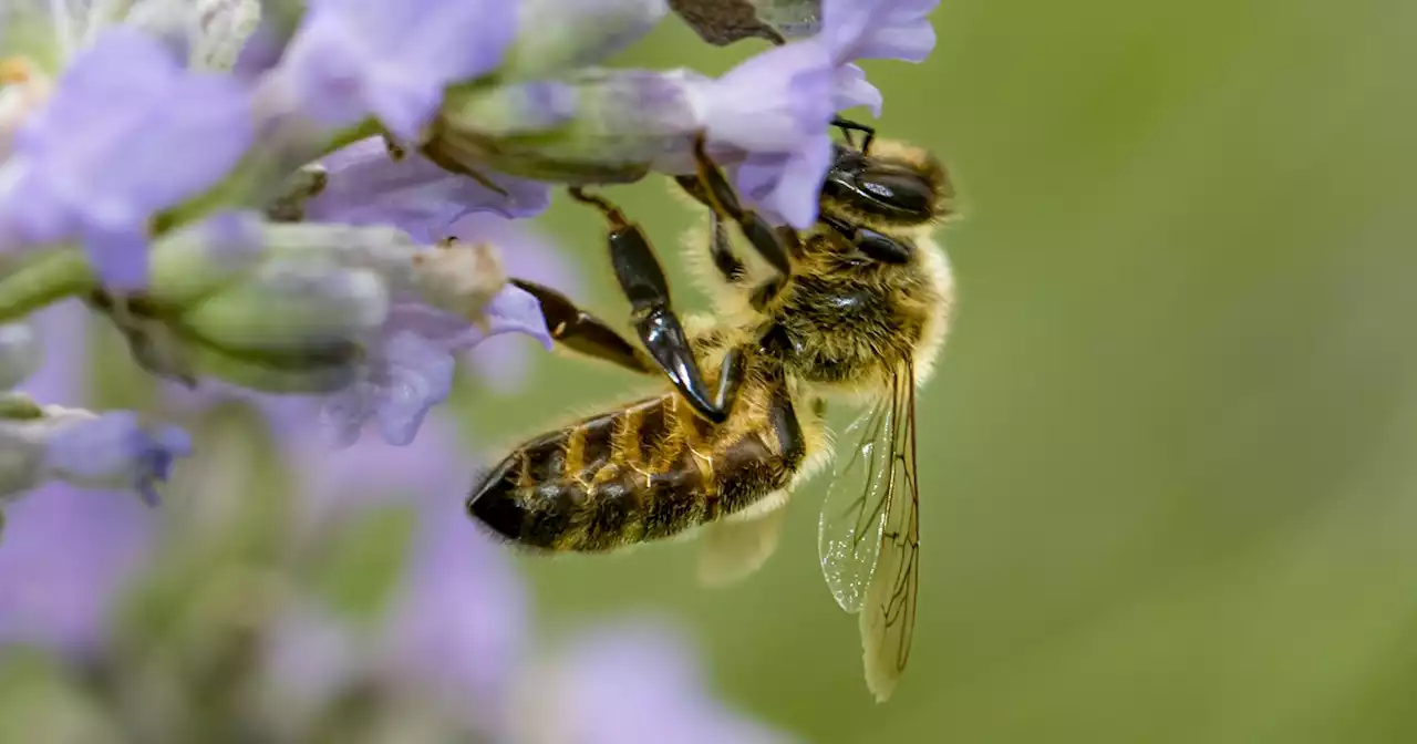 Opinion | World Leaders Must Come to COP15 Biodiversity Conference to Succeed