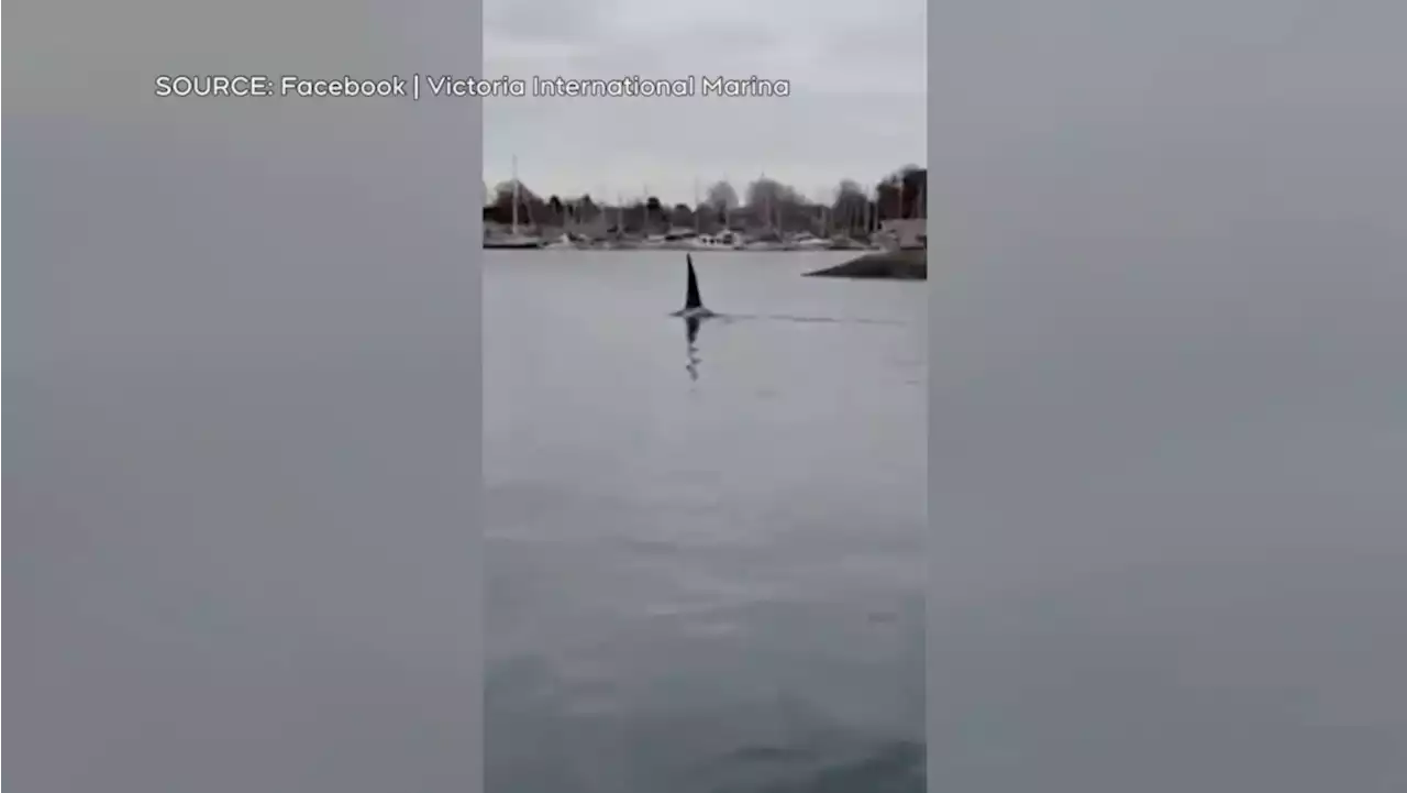 'Just astounding': Orca swims through Victoria Inner Harbour