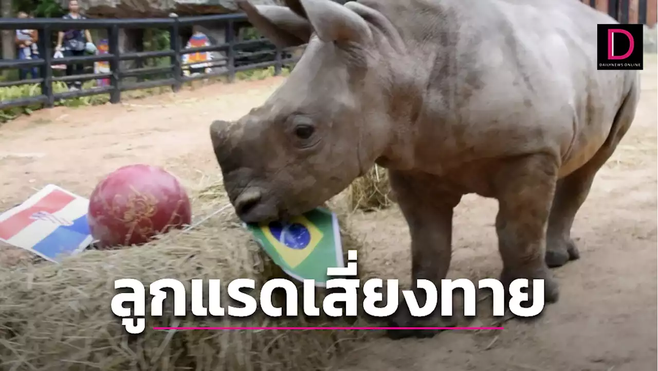 เคยแม่นมาแล้ว! ลูกแรดขาว เสี่ยงทาย 'บราซิล' เบียด 'โครเอเชีย' เข้ารอบ 4 ทีมบอลโลก | เดลินิวส์