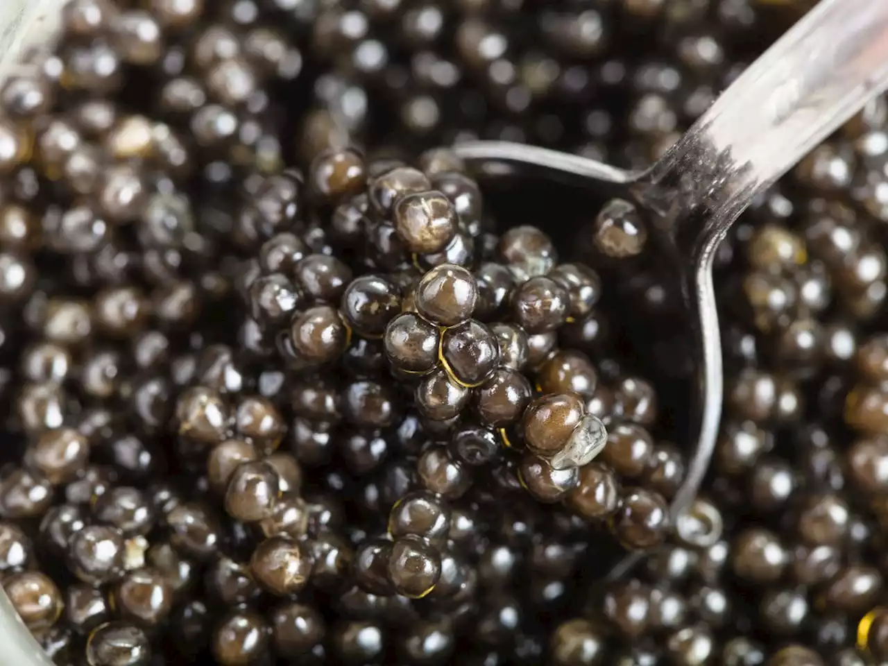 America’s Caviar Capital Was Once… New Jersey?