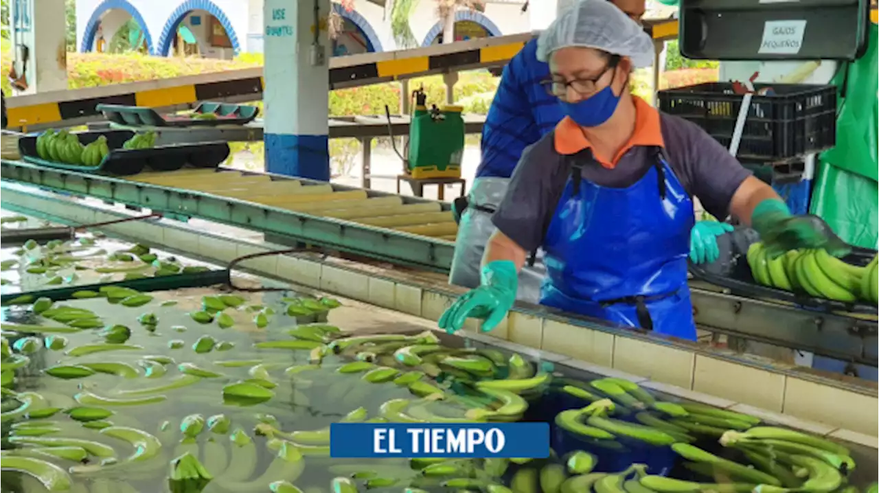 El temible hongo que ronda las plantaciones de banano en el Caribe