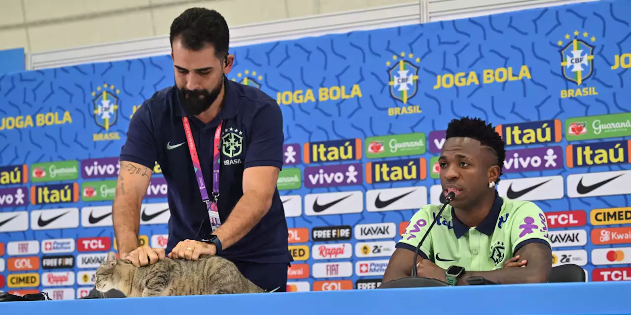 VIDÉO - Coupe du monde 2022 : quand un chat s'invite en conférence de presse du Brésil