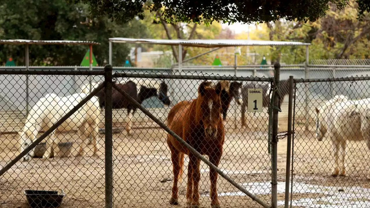 Griffith Park delayed reporting four pony deaths, parks dept. says