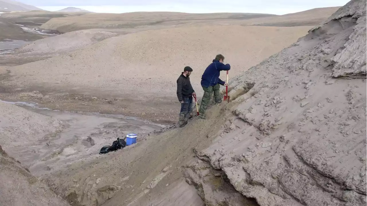 Un ADN de mastodonte découvert au Groenland : 'Une véritable découverte inattendue', se réjouit un paléogénéticien