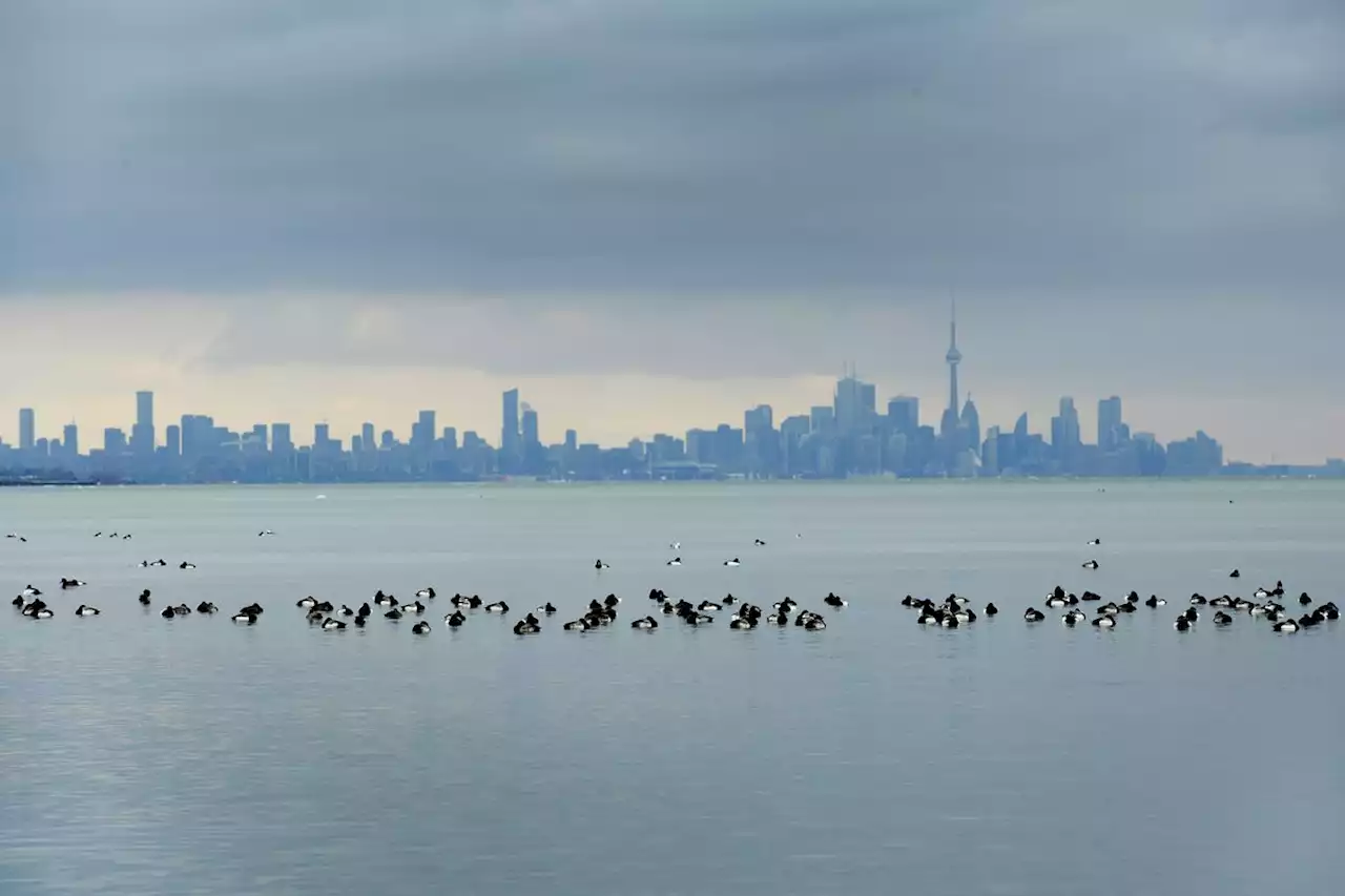 Federal environment minister certifies 14 bird-friendly cities in six provinces