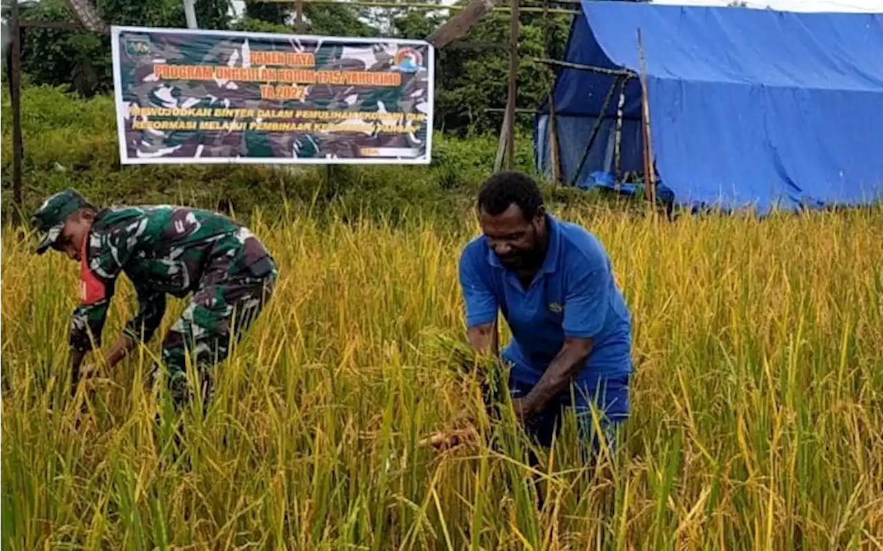 Kodim/1715 Yahukimo Bersama Masyarakat Gelar Panen Raya Padi