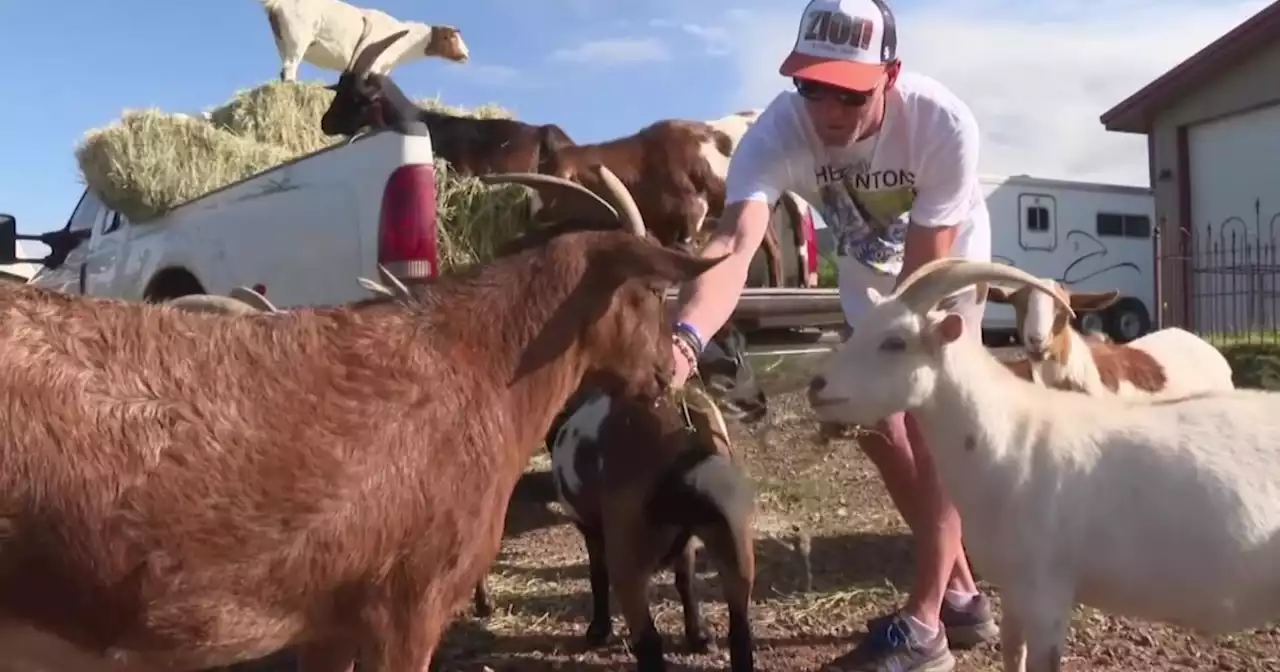 Grief farm helps animals and people heal from pain together