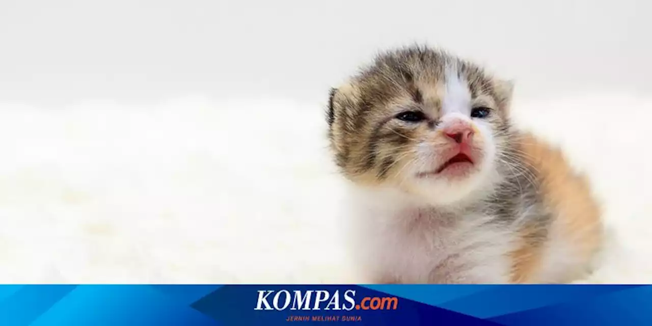 5 Dampak Buruk Memisahkan Anak Kucing Terlalu Cepat dari Induknya