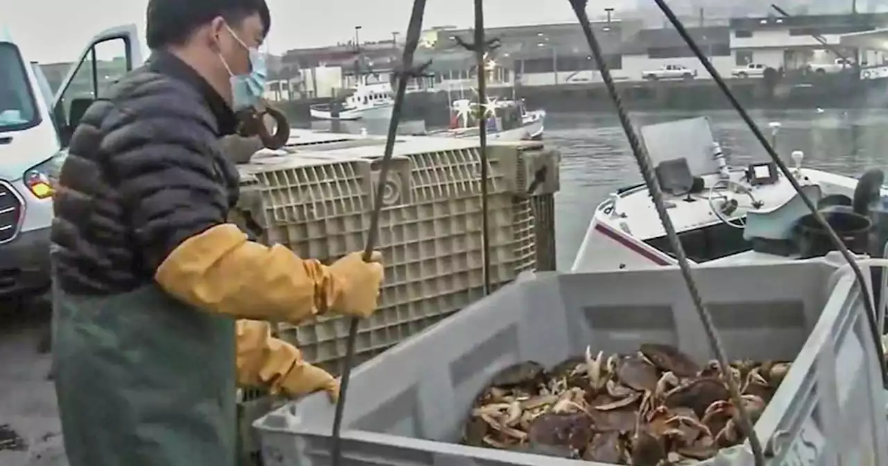 Commercial Dungeness crab season delayed for third time to protect whales