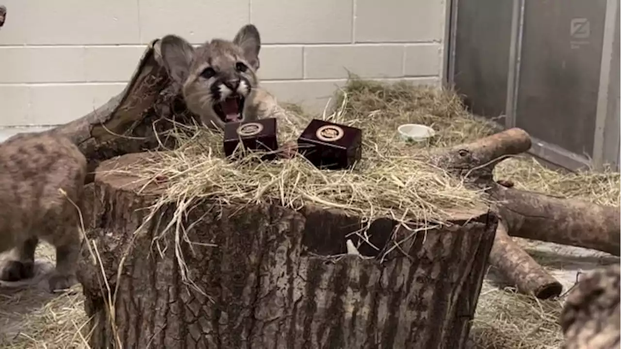 Cougar cubs Shasta VII, Louie uphold long-standing tradition of guarding University of Houston graduates’ rings