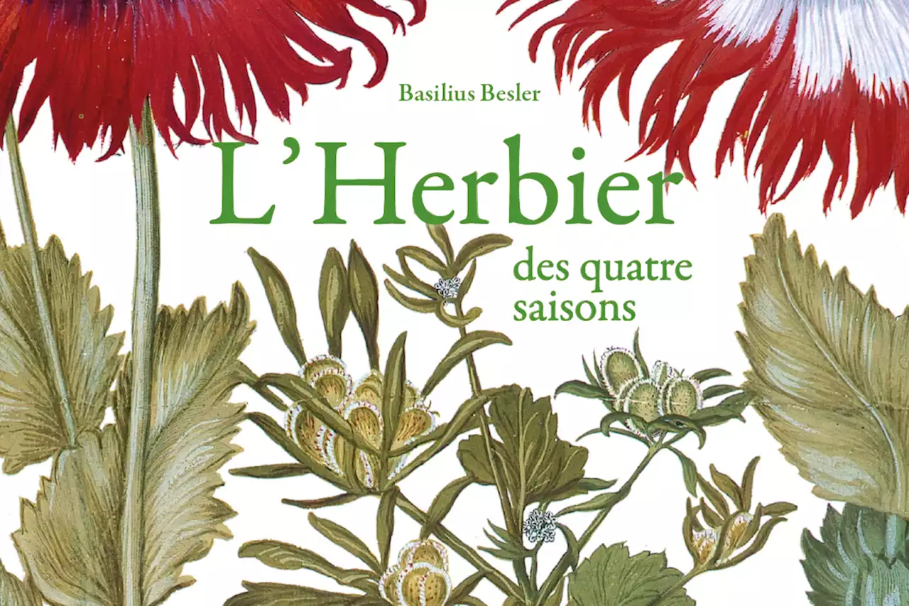 « L’Herbier des quatre saisons » : célébrer la beauté des plantes