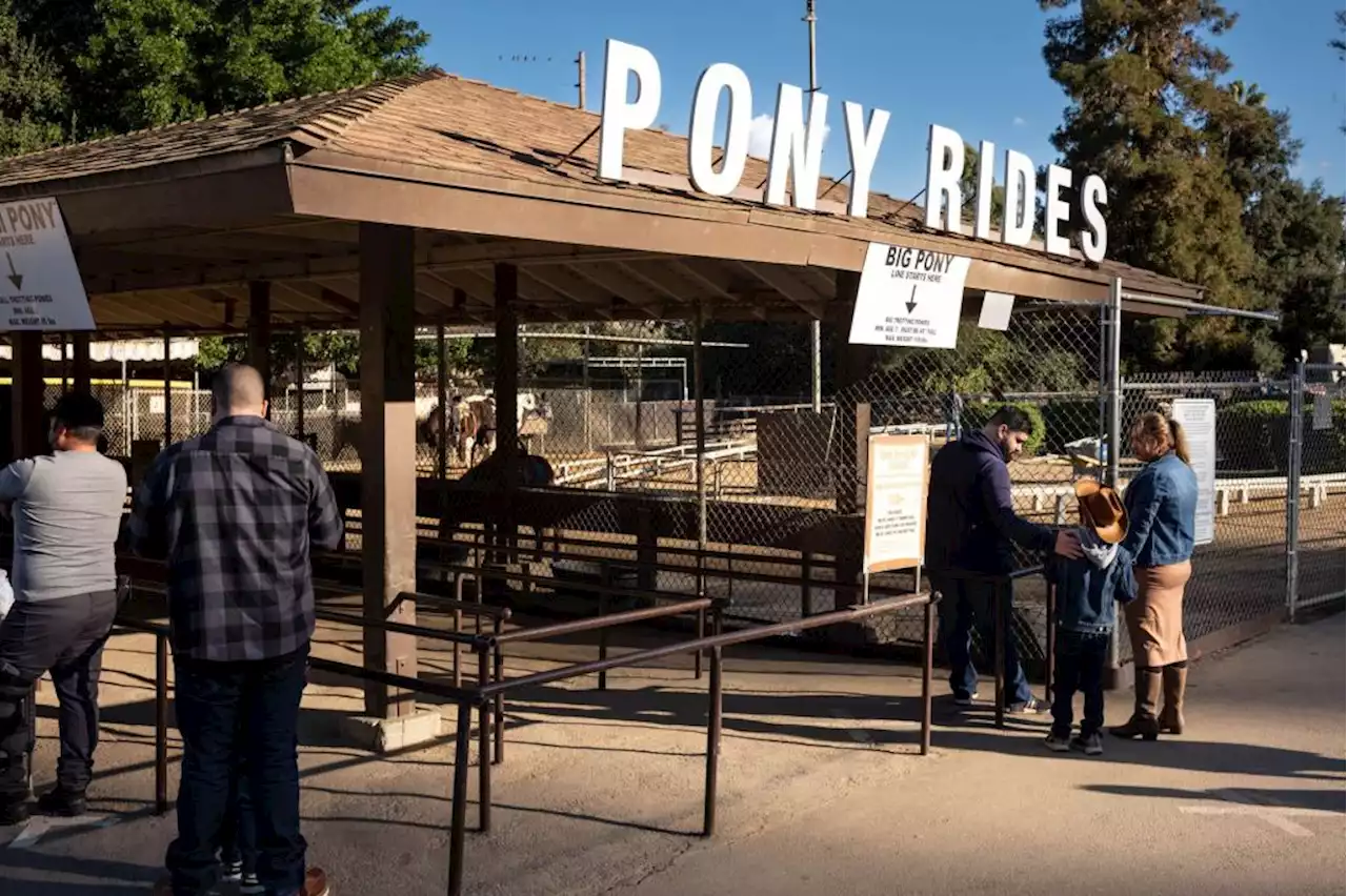 Griffith Park Pony Rides was late in reporting horse deaths, impacting decision to end contract