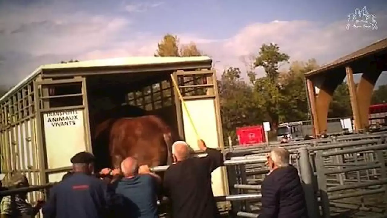 Vidéo de chevaux martyrisés : les images chocs qui ont fait pleurer Brigitte Bardot