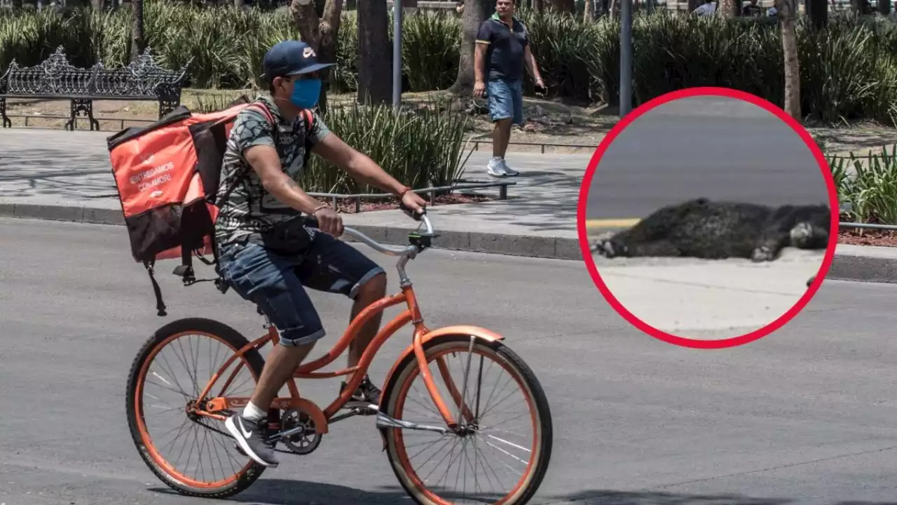 Un repartidor de comida atropella a un perro y sufre accidente... la gente ayuda el perro