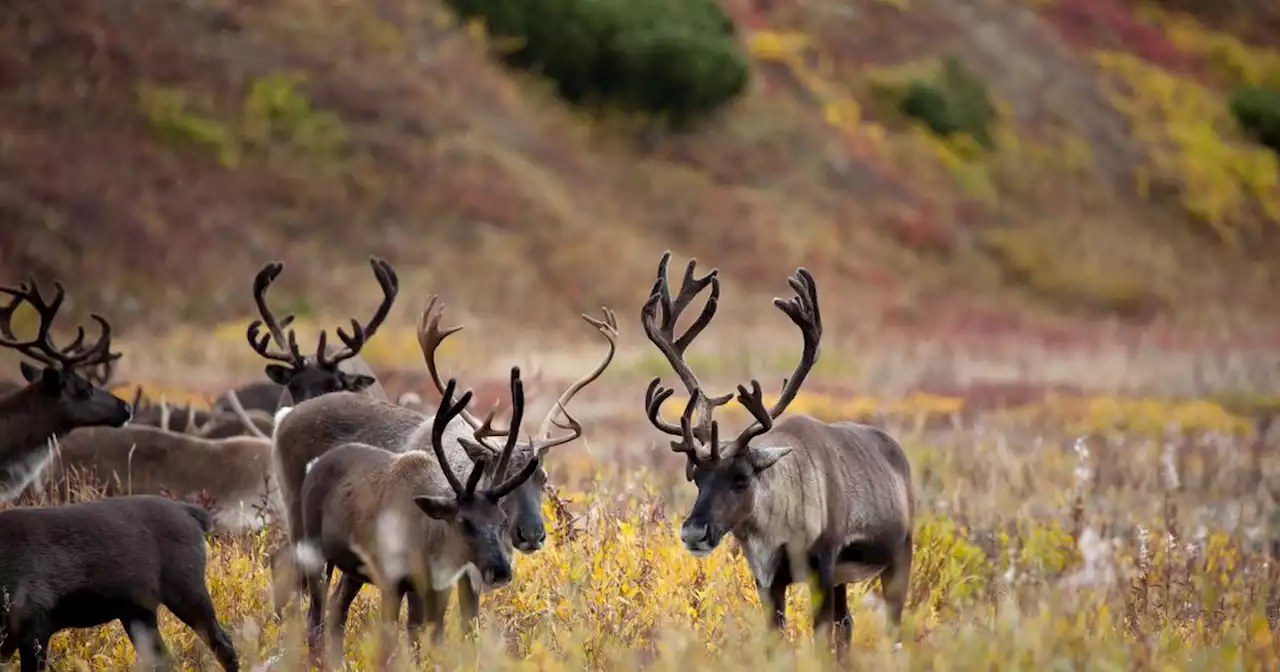 COP15 de la biodiversité : le combat des autochtones québécois pour défendre le caribou des bois