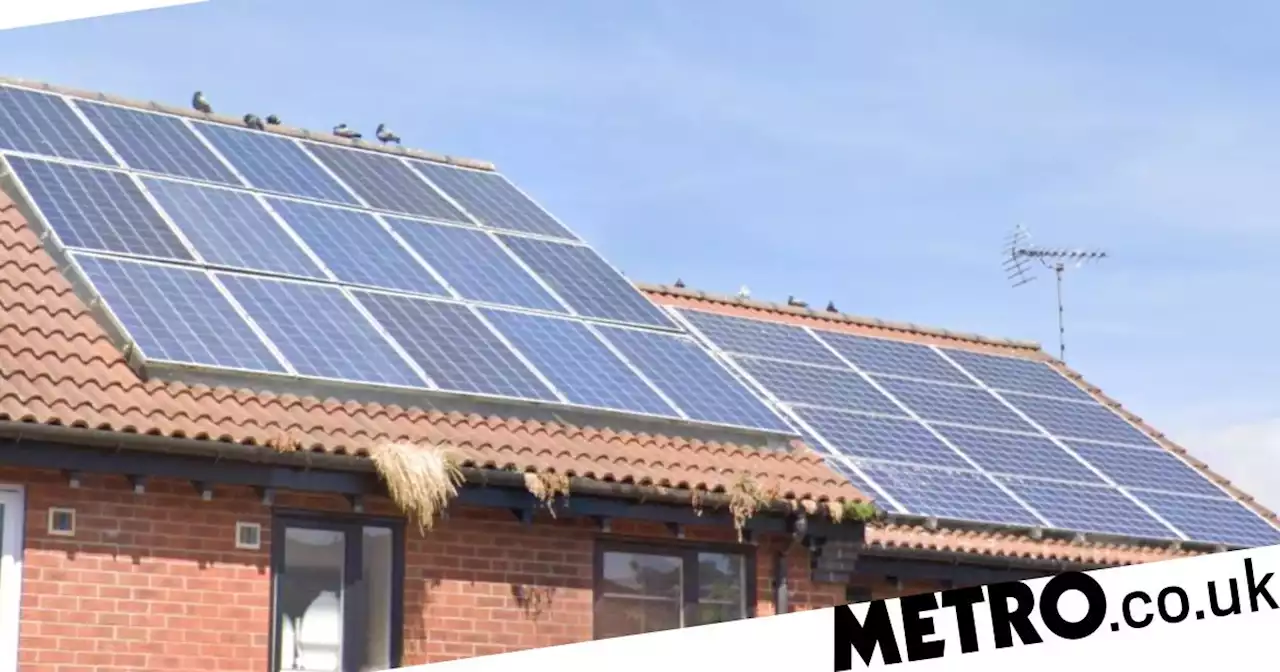 Our lives are being ruined by solar panel-phile pigeons