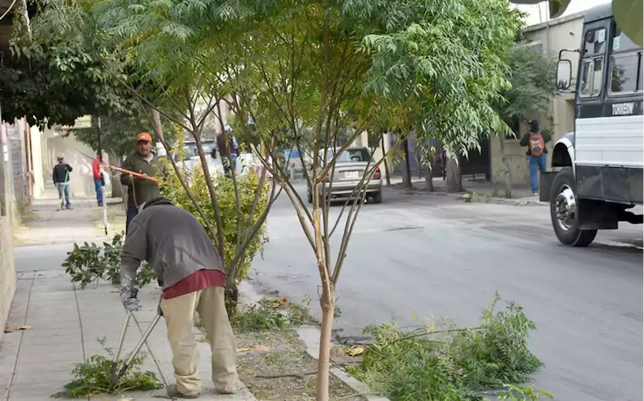 Durango: cortar un arbol sin permiso cómo evitar multas