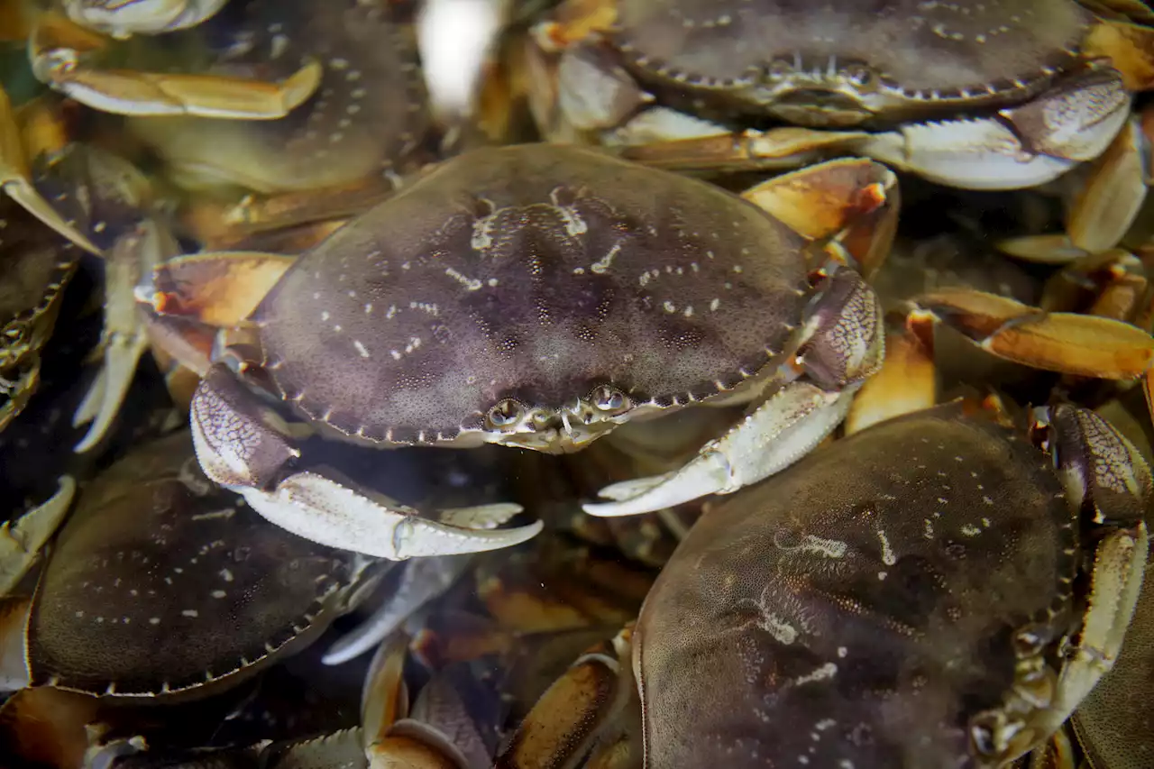 California's Commercial Dungeness Crab Season Delayed Again