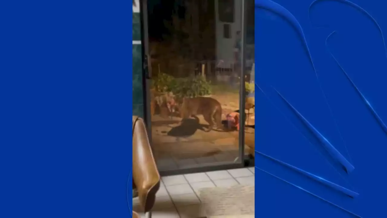 Mountain Lion Kills 2 Goats, Attacks Dog in Rural Santa Rosa, Family Says