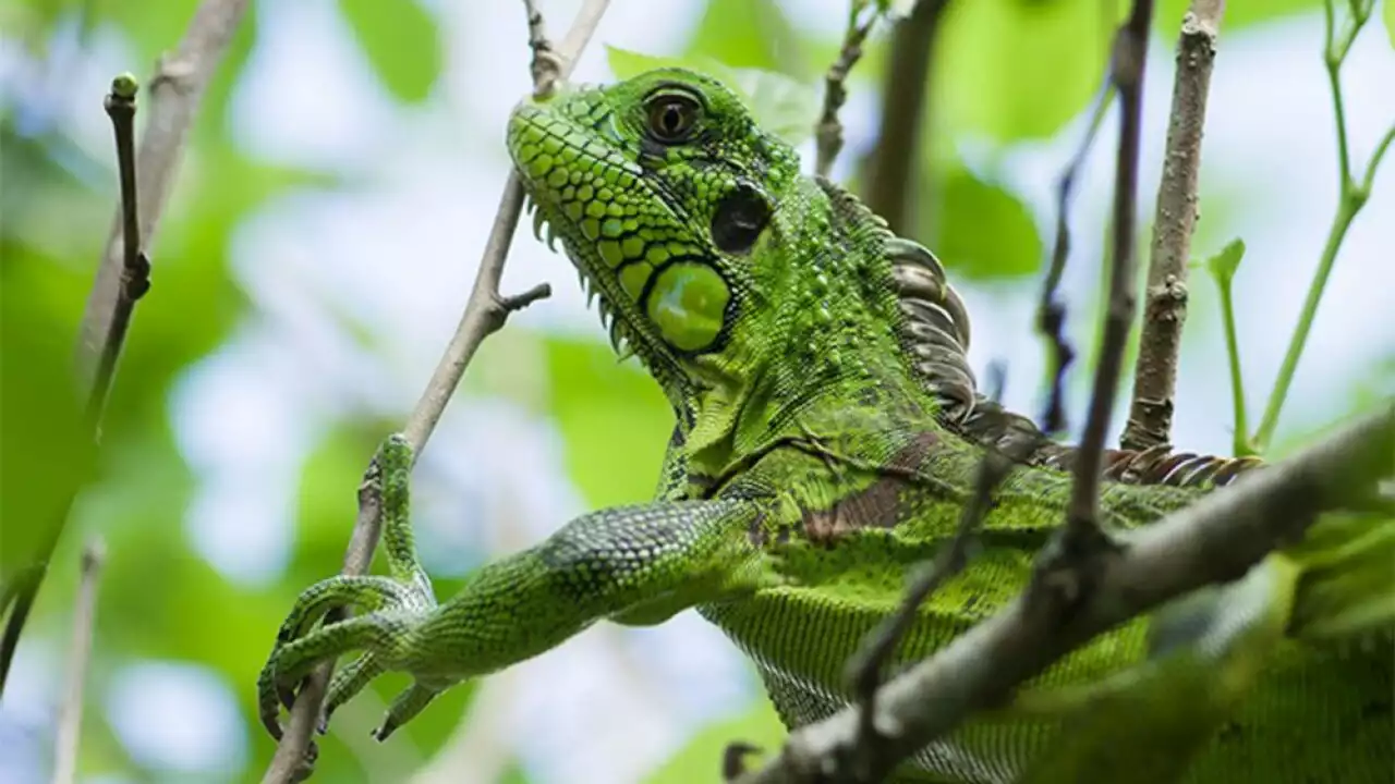 Iguana Causes ‘Large-Scale' Power Outage in South Florida City