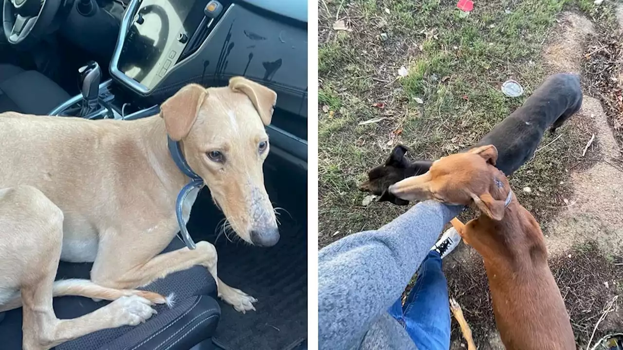 Dozen Dogs in Locked Crate That Fell Onto Freeway Saved by Driver and CHP